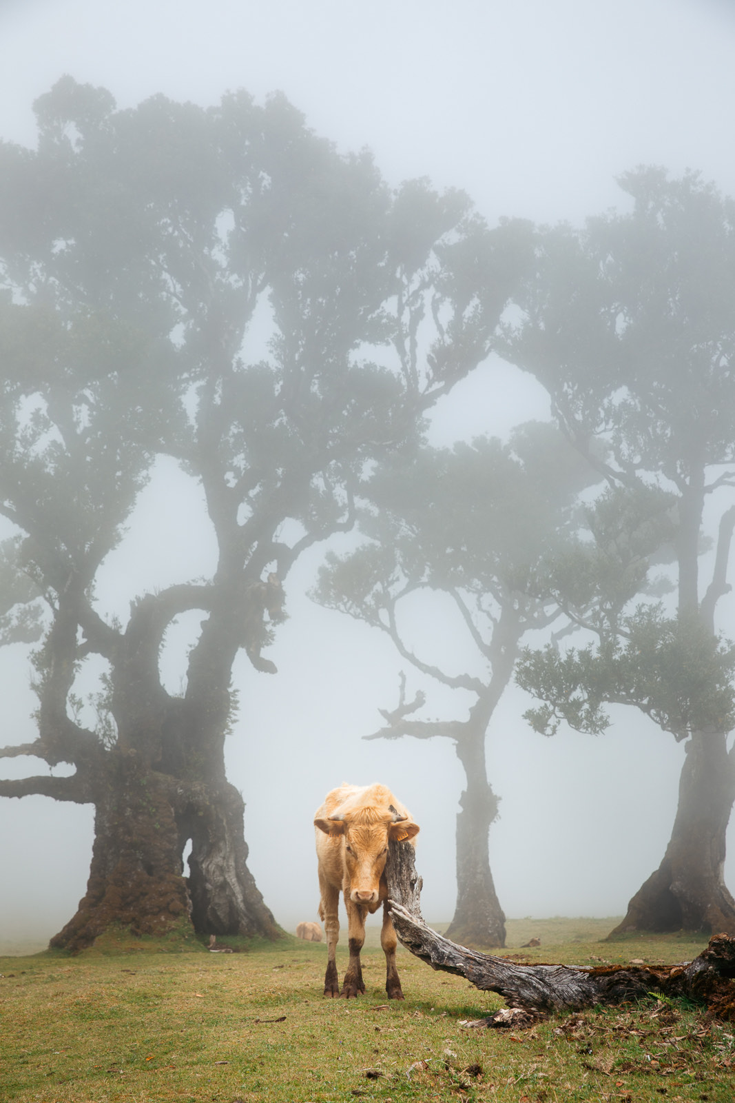 A cow among ancient moss-covered laurel trees in the fog, Fanal Forest, Madeira
